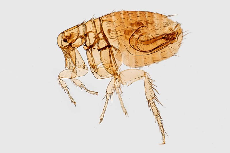 Flea pest control