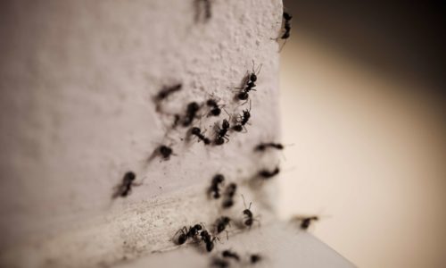 Ants in the house