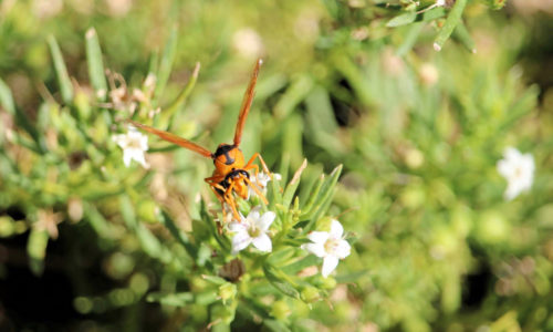 What Attracts Wasps?