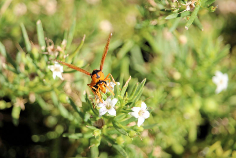 What Attracts Wasps?